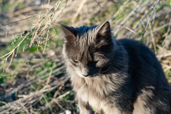 灰色の黒鉛色のペットメインコーン猫が登り 庭の乾燥した木の枝の間を歩きます 春と庭での収穫の季節 — ストック写真