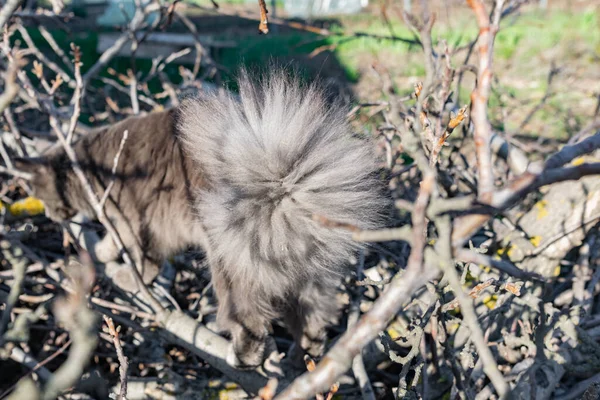 灰色の黒鉛色のペットメインコーン猫が登り 庭の乾燥した木の枝の間を歩きます 春と庭での収穫の季節 — ストック写真