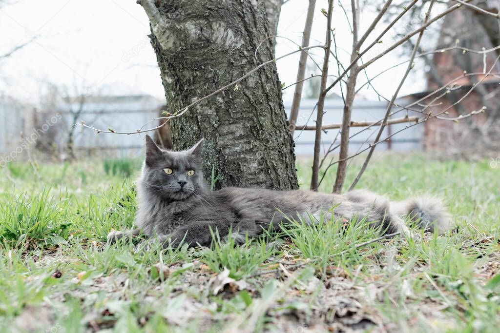 A pet Maine Coon cat of gray graphite color climbs and walks among the dry branches of trees in the garden. The season of spring and harvesting in the garden.