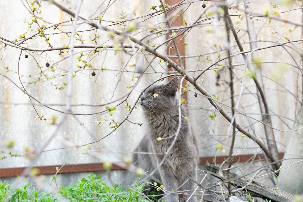 A pet Maine Coon cat of gray graphite color climbs and walks among the dry branches of trees in the garden. The season of spring and harvesting in the garden.