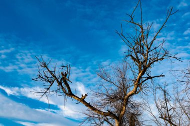 Serin mevsimde beyaz bulutlu, açık mavi gökyüzü, tazelik ve doğada güneşli bir gün.