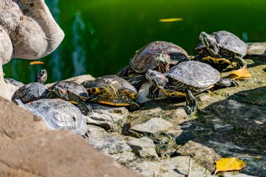 Tatlı su kırmızı kulaklı kaplumbağa ya da sarı karınlı kaplumbağa. Sert bir kabuğa sahip amfibik bir hayvan gölette yüzer ve kayaların arasında güneş ışığında güneşlenir.