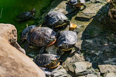 Tatlı su kırmızı kulaklı kaplumbağa ya da sarı karınlı kaplumbağa. Sert bir kabuğa sahip amfibik bir hayvan gölette yüzer ve kayaların arasında güneş ışığında güneşlenir.