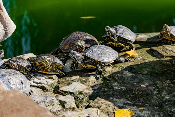 Tartaruga Vermelha Água Doce Tartaruga Barriga Amarela Animal Anfíbio Com — Fotografia de Stock