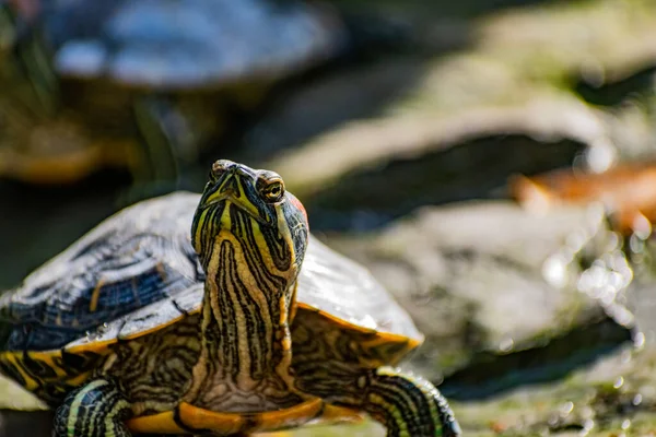 Tartaruga Vermelha Água Doce Tartaruga Barriga Amarela Animal Anfíbio Com — Fotografia de Stock