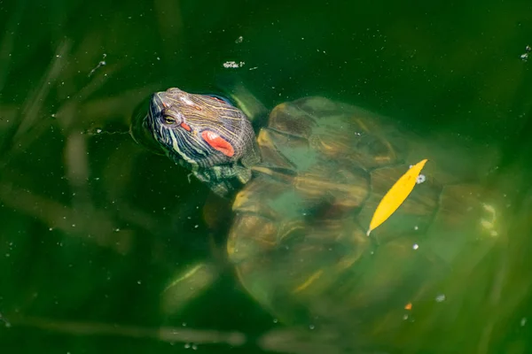 Süßwasserschildkröte Oder Gelbbauchschildkröte Ein Amphibientier Mit Harter Schutzhülle Schwimmt Einem — Stockfoto