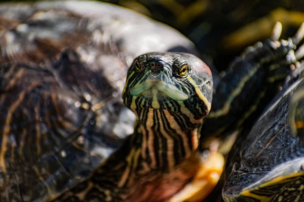 Tatlı Kırmızı Kulaklı Kaplumbağa Sarı Karınlı Kaplumbağa Sert Bir Kabuğa — Stok fotoğraf