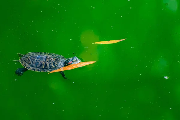 Zoetwater Roodoorschildpad Geelbuikschildpad Een Amfibisch Dier Met Een Harde Beschermende — Stockfoto