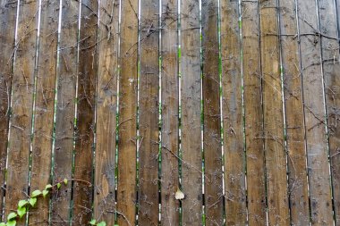 Kullanılmış ahşaptan yapılmış kahverengi ahşap çit, özel bir vernik bileşimiyle kaplı, çit boyunca yeşil yapraklı dallı bir bitki örer ve kuru küçük dallar filizlenir