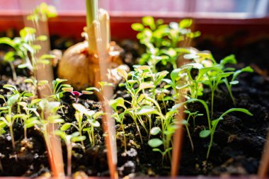 Pencerenin kenarındaki kahverengi tencerede küçük yeşil su teresi filizleri. Yakınlarda, kara toprakta, soğanlar güneşte filizlendi. Penceredeki ev bahçesi