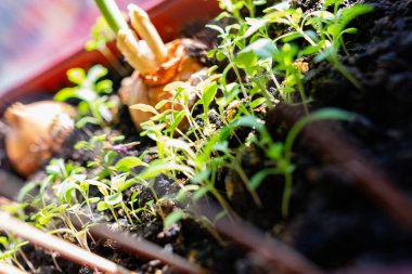 Pencerenin kenarındaki kahverengi tencerede küçük yeşil su teresi filizleri. Yakınlarda, kara toprakta, soğanlar güneşte filizlendi. Penceredeki ev bahçesi
