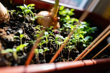 Pencerenin kenarındaki kahverengi tencerede küçük yeşil su teresi filizleri. Yakınlarda, kara toprakta, soğanlar güneşte filizlendi. Penceredeki ev bahçesi