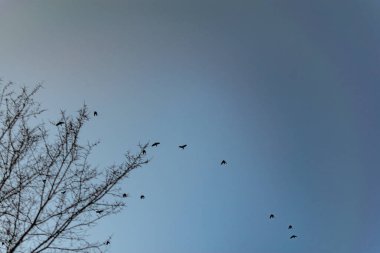 Göçmen kuş sürüleri, gökyüzünde yükseklerde. Mavi gökyüzüne doğru uçuyorlar. Çok sayıda kanatlı siyah siluetler