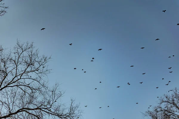 Σμήνη Αποδημητικών Πουλιών Ψηλά Στον Ουρανό Πετάνε Πάνω Από Τον — Φωτογραφία Αρχείου