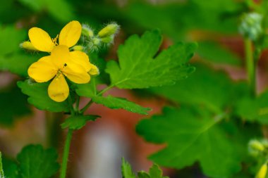 Çiçekli yabani bitkiler - selandin, küçük sarı çiçekler ve gelincik familyasından ince yeşil yapraklar.