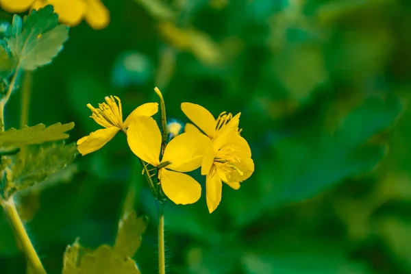 Çiçekli Yabani Bitkiler Selandin Küçük Sarı Çiçekler Gelincik Familyasından Ince — Stok fotoğraf