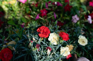 Kırmızı gül, parlak çiçekli bulanık arkaplan. Yazın çiçek açan doğa. Yeşil yapraklarla zıt zengin renk