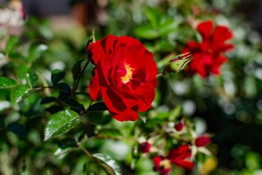 Kırmızı gül, parlak çiçekli bulanık arkaplan. Yazın çiçek açan doğa. Yeşil yapraklarla zıt zengin renk
