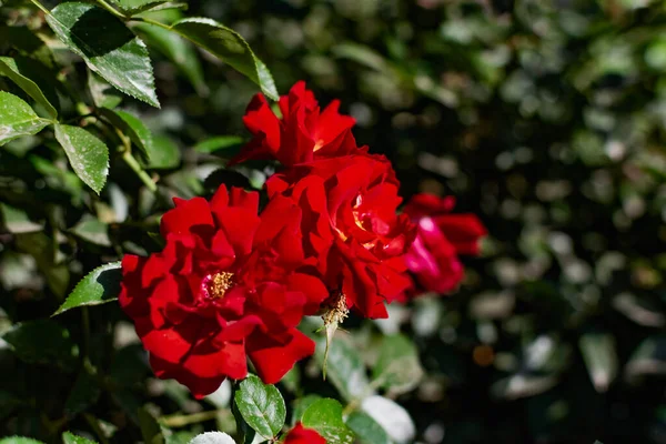 Rosa Vermelha Belo Fundo Borrado Com Uma Flor Brilhante Natureza — Fotografia de Stock