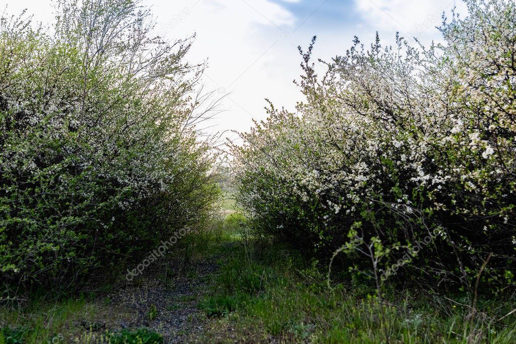 An alley and path among green vegetation, grass and trees with shrubs and part of the road ennobled and fenced with flowers for walking and running in parks and forests in nature in the fresh air