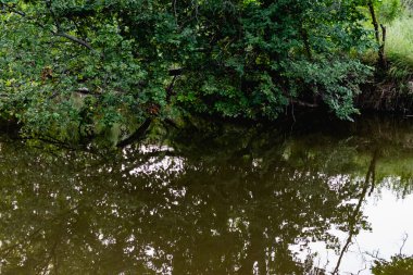 Büyük miktarda yeşil bitki örtüsünün arasında unutulmuş güzel bir gölet. Sakin, sakin bir su yüzeyi, bir gölet, vahşi doğa, bozulmamış bir yer.