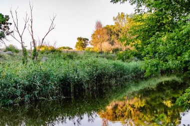 Büyük miktarda yeşil bitki örtüsünün arasında unutulmuş güzel bir gölet. Sakin, sakin bir su yüzeyi, bir gölet, vahşi doğa, bozulmamış bir yer.