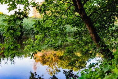 Büyük miktarda yeşil bitki örtüsünün arasında unutulmuş güzel bir gölet. Sakin, sakin bir su yüzeyi, bir gölet, vahşi doğa, bozulmamış bir yer.