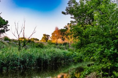 Büyük miktarda yeşil bitki örtüsünün arasında unutulmuş güzel bir gölet. Sakin, sakin bir su yüzeyi, bir gölet, vahşi doğa, bozulmamış bir yer.