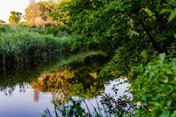 Bel Étang Oublié Parmi Une Énorme Quantité Végétation Verte Calme — Photo