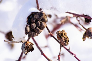 Yılın bu güzel zamanında yaprakları olmayan ağaçlar ve ağaçların dalları yemyeşil bir kar tabakasının altında. Kar yağışı sonrası serin doğa manzarası