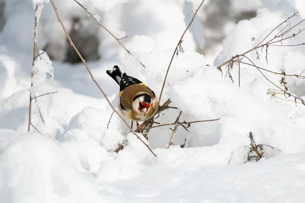 Chardonneret Oiseau Multicolore Coloré Famille Des Finch Est Assis Sur — Photo