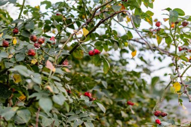 Yeşil yapraklar ve dikenlerle dolu dallar arasında olgunlaşmış kırmızı gül üzümü. Kurutma ve depolama mevsiminde sonbaharda doğa