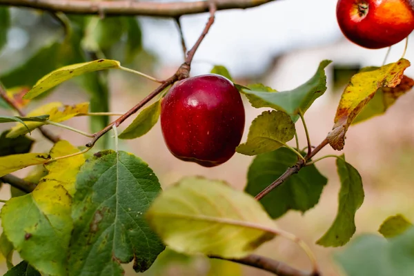 Dallara Kırmızı Elmalar Konmuş Çimenlere Düşmüş Yeşillik Yaprakların Arasında Sonbaharda — Stok fotoğraf