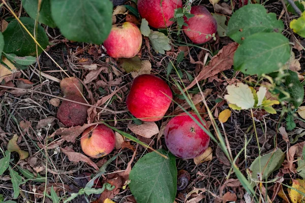Késői Vörös Alma Ágakon Fűbe Esett Szaftos Színes Gyümölcsök Ősszel — Stock Fotó