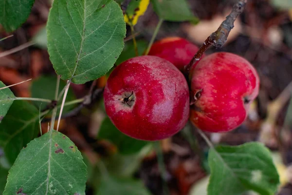 Dallara Kırmızı Elmalar Konmuş Çimenlere Düşmüş Yeşillik Yaprakların Arasında Sonbaharda — Stok fotoğraf