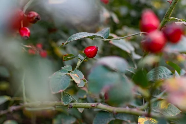 Спелые Красные Ягоды Шиповника Среди Ветвей Зелеными Листьями Шипами Природа — стоковое фото