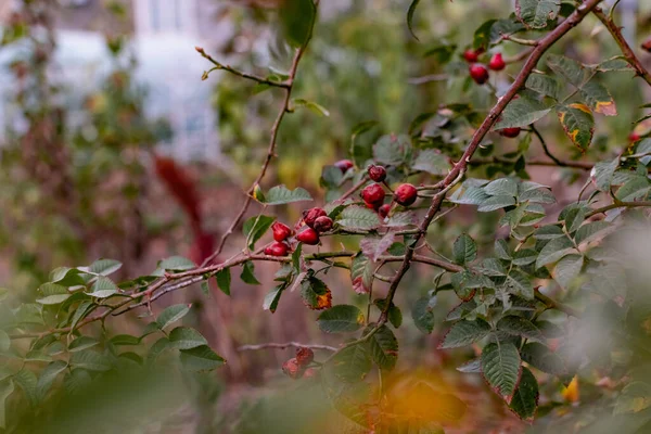 Yeşil Yapraklar Dikenlerle Dolu Dallar Arasında Olgunlaşmış Kırmızı Gül Üzümü — Stok fotoğraf