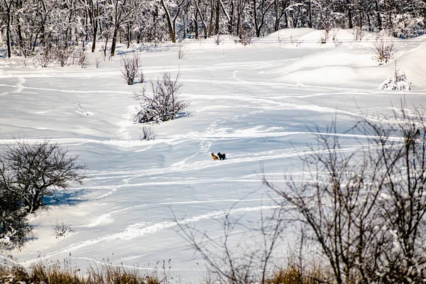 Three Medium Sized Dogs Run Far Away Field Snow Cover — Stock Photo, Image