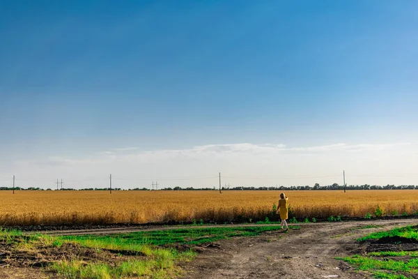 Golden Wheat Field Ripe Harvest Grains Harvest Season Grown Meadows — Stock Photo, Image