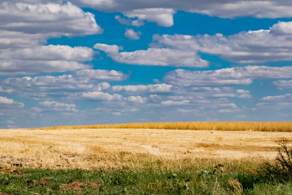 Golden Wheat Field Ripe Harvest Grains Harvest Season Grown Meadows — Stock Photo, Image