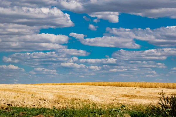 Golden Wheat Field Ripe Harvest Grains Harvest Season Grown Meadows — Stock Photo, Image