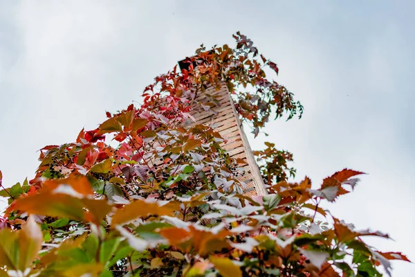 Torre Chaminé Tijolo Entrelaçado Com Folhas Diferentes Belas Sombras Outono — Fotografia de Stock