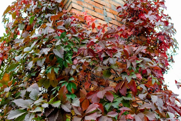 Brick Skorsten Torn Sammanflätad Med Olika Blad Vackra Höstnyanser Mot — Stockfoto