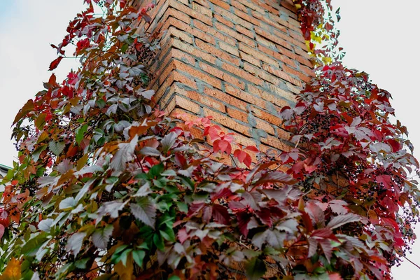 Brick Skorsten Torn Sammanflätad Med Olika Blad Vackra Höstnyanser Mot — Stockfoto