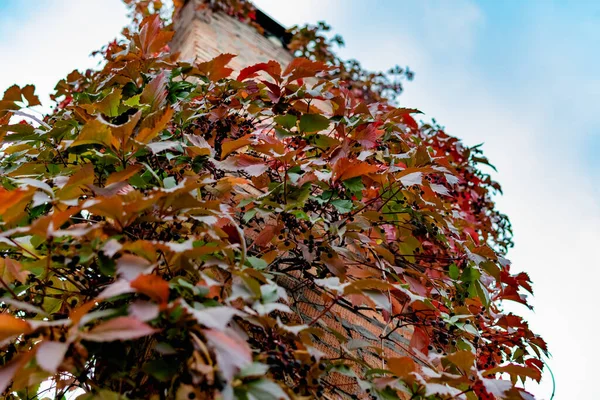 Torre Chaminé Tijolo Entrelaçado Com Folhas Diferentes Belas Sombras Outono — Fotografia de Stock