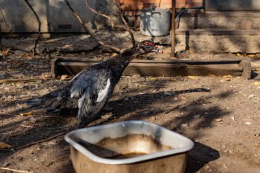 Et için yetiştirilen yerel ördekler, sokaktaki özel bir çitli alanda yaşıyor. Tavuk kümesinde şişman taşra kuşları. İnsanlar tarafından yetiştirilen su kuşları çeşitli ördek türleri.