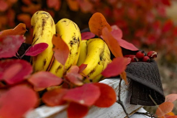 Dojrzałe Żółte Banany Drewnianym Białym Pudełku Wśród Jesiennych Czerwonych Liści — Zdjęcie stockowe