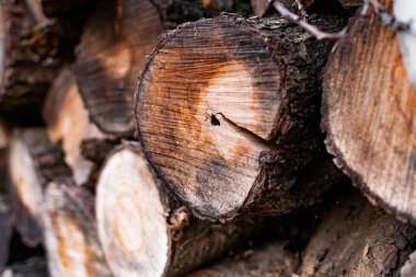 Izgara ve soba için odun hazırladım. İnce ve kalın ağaç gövdeleri, ıslak ve ıslak kütükler, molozların üzerine istiflenmiş, güzel kahverengi bir ağaç kabuğu rengi.