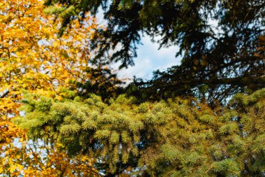 Yeşil bir Noel ağacının dalları ve sarı bir günbatımının ışığında küçük yeşil iğneler. Doğal ve doğal arka plan, kozalaklı ağaçların yakın plan elementleri ve detayları