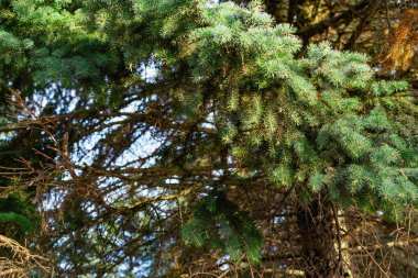 Yeşil bir Noel ağacının dalları ve sarı bir günbatımının ışığında küçük yeşil iğneler. Doğal ve doğal arka plan, kozalaklı ağaçların yakın plan elementleri ve detayları